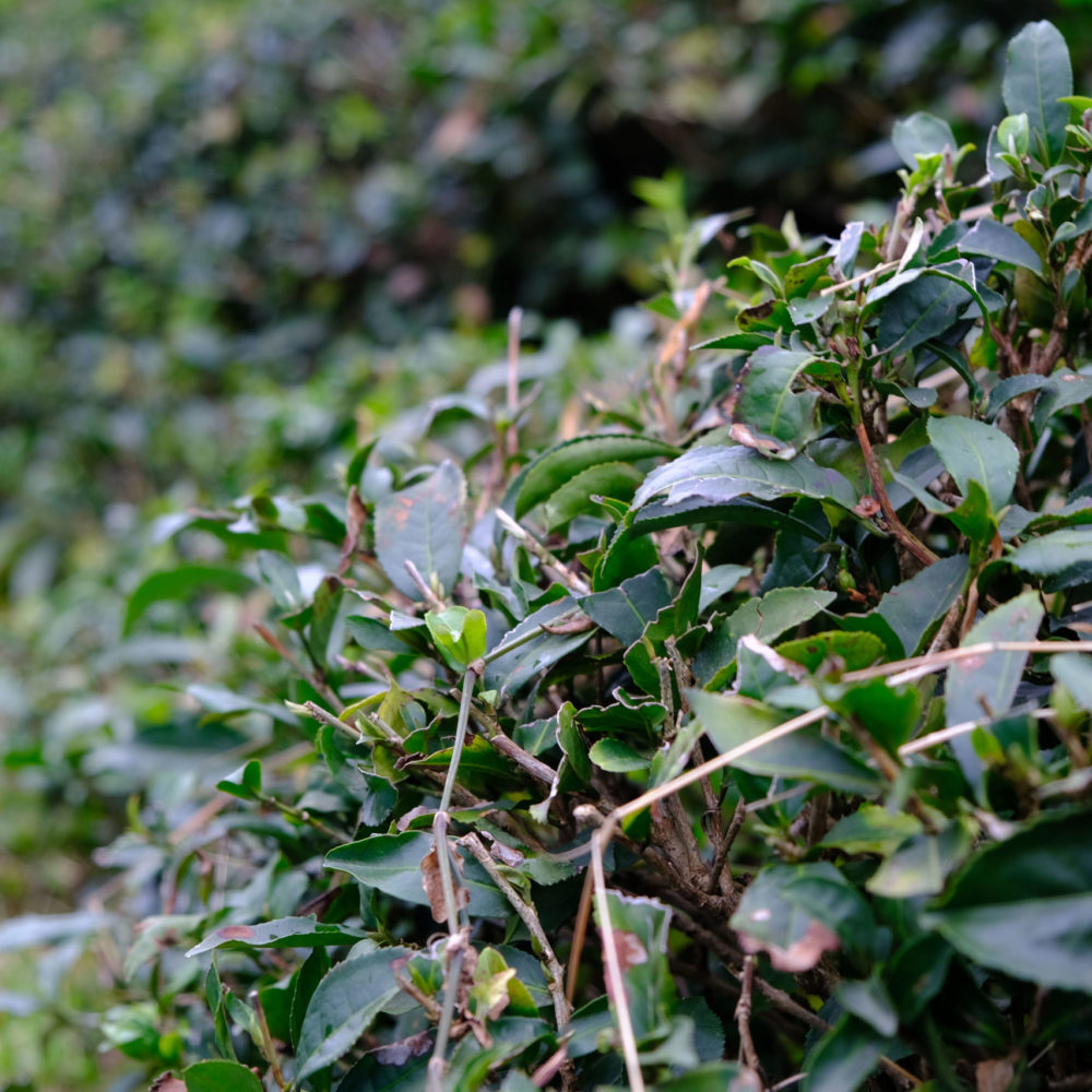 Ein letztes Mal Çay