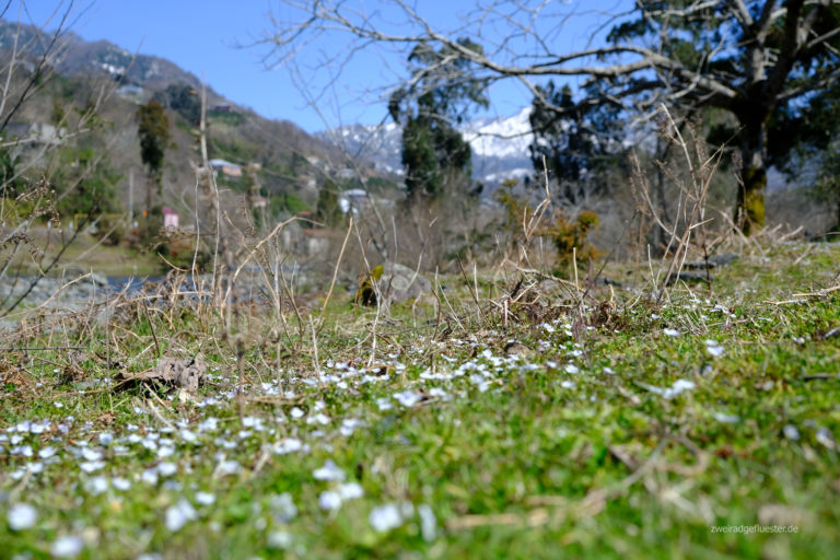 Mehr über den Artikel erfahren Frühlingserwachen von Adscharien bis Gurien