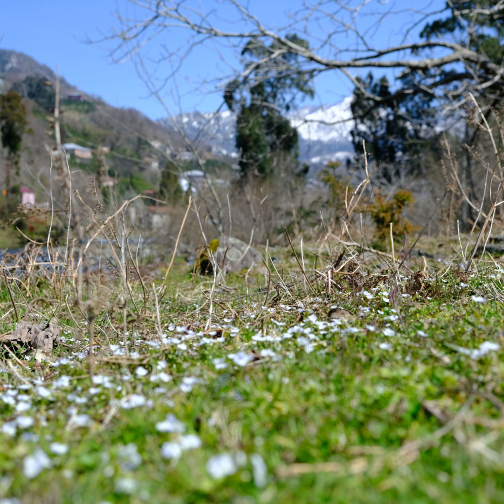 Frühlingserwachen von Adscharien bis Gurien
