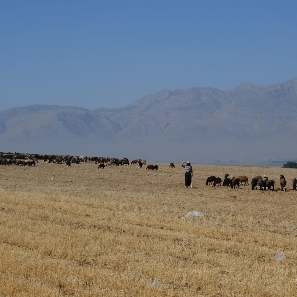 Nomaden, Berge und die Steppe
