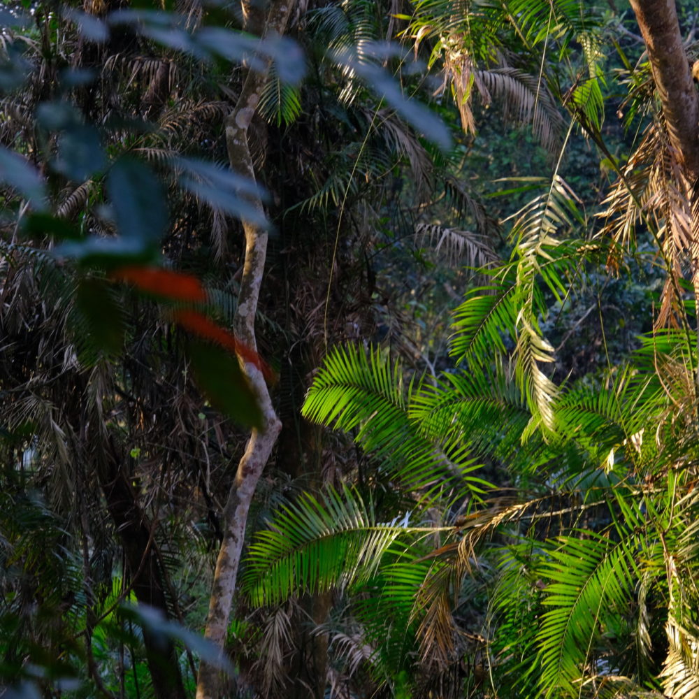 Terai – Zwischen Tiger & Tharu