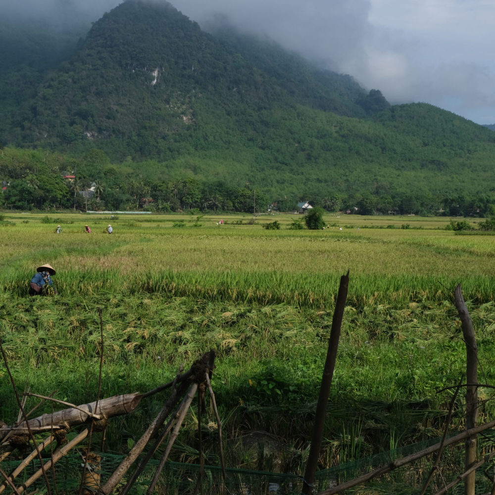 Zwischen Reisfeldern und Karstfelsen